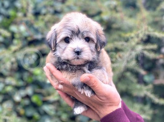 Safkan Maltipoo görsel
