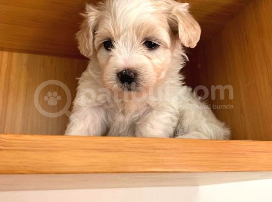 Maltipoo Yavrularımız Ömürlük Yuvasını Arıyor görsel