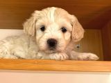 Nadir Rastlanan Güzellikte Maltipoo