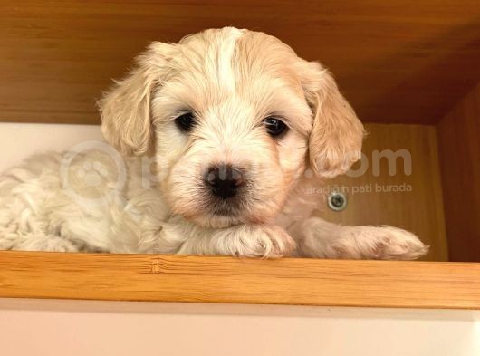 Nadir Rastlanan Güzellikte Maltipoo görsel