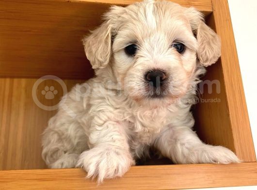 Maltipoo Yavrularımız Ömürlük Yuvasını Arıyor görsel