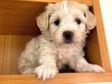 Nadir Rastlanan Güzellikte Maltipoo