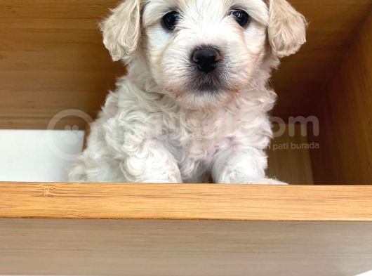 Maltipoo Yavrularımız Ömürlük Yuvasını Arıyor görsel