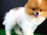 Muazzam Güzellikte Dişi Pomeranian