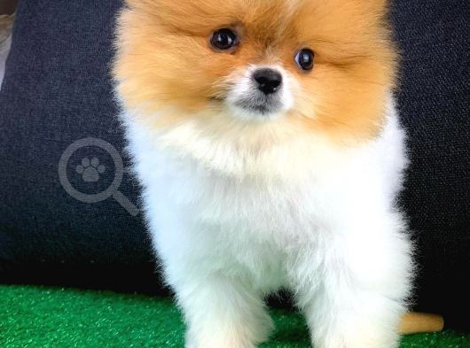 Muazzam Güzellikte Dişi Pomeranian görsel