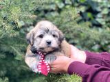 Safkan Maltipoo
