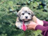 Safkan Maltipoo