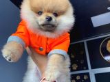Orijinal Pomeranian Boo