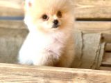 Orijinal Pomeranian Boo