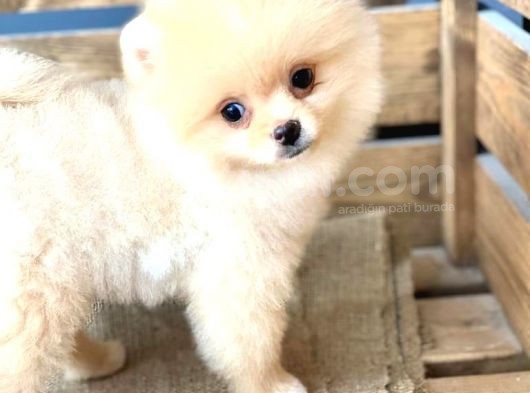 Orijinal Pomeranian Boo görsel