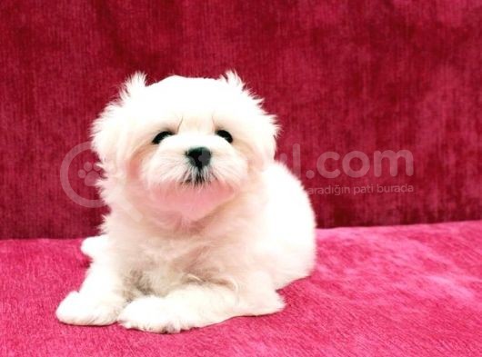 Safkan Maltese Terrier Yavrularımız