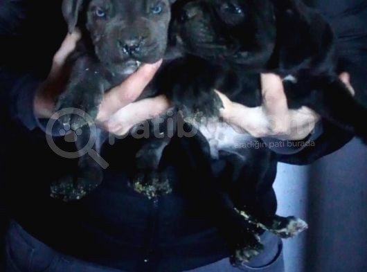 Dev İtalyan Masti̇ff Cane Corso Yavrular görsel