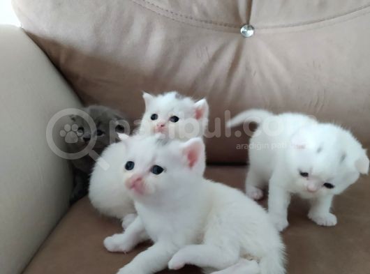 Scottish Fold Ve Straight Bebeklerimiz