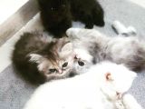 Chinchilla Bebeklerimiz Yeni Ailelerini Bekliyor