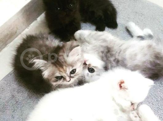 Chinchilla Bebeklerimiz Yeni Ailelerini Bekliyor