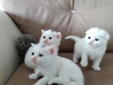 Scottish Fold Ve Straight Bebeklerimiz