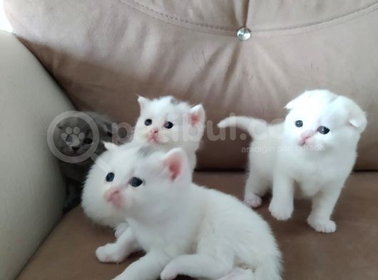 Scottish Fold Ve Straight Bebeklerimiz görsel