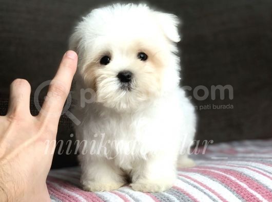 Irk Ve Sağlık Garantili Maltese Terrier Yavrularımız