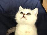 Safkan Bri̇ti̇sh Shorthai̇r Si̇lver Erkek