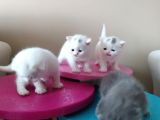 Scottish Fold Ve Straight Bebeklerimiz