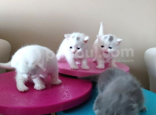 Scottish Fold Ve Straight Bebeklerimiz görsel
