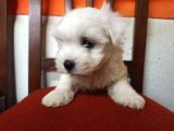 Mükemmel Erkek Maltese