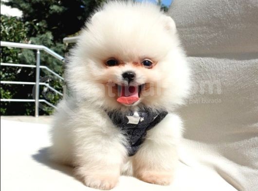 Pomeranian Boo Teddy Bear Yavrular