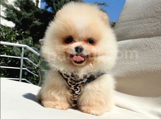 Pomeranian Boo Teddy Bear Yavrular görsel