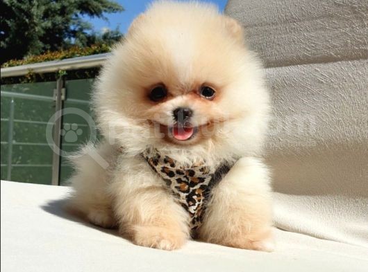Pomeranian Boo Teddy Bear Yavrular görsel