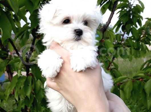 Safkan Maltese Terrier Yavrularımız