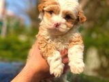 2 Aylık Erkek Malti̇poo
