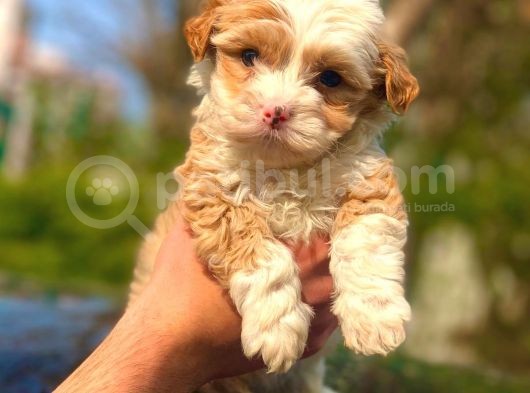 2 Aylık Erkek Malti̇poo