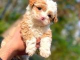 2 Aylık Erkek Malti̇poo