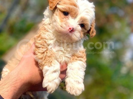 2 Aylık Erkek Malti̇poo görsel