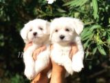 Irk ve Sağlık Garantili Maltese Terrier Yavrularımız