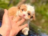 2 Aylık Erkek Malti̇poo