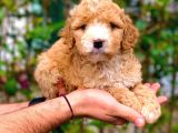 2 Aylık Di̇şi̇ Malti̇poo