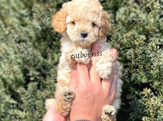 Sevimli Apricot Toy Poodle Yavrumuz görsel