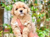 2 Aylık Erkek Malti̇poo