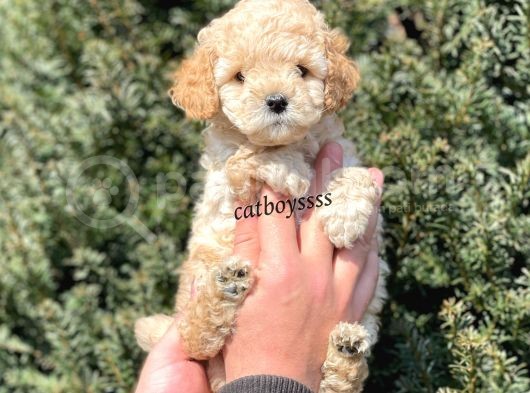 Sevimli Apricot Toy Poodle Yavrumuz