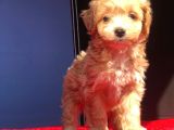 2 Aylık Di̇şi̇ Malti̇poo