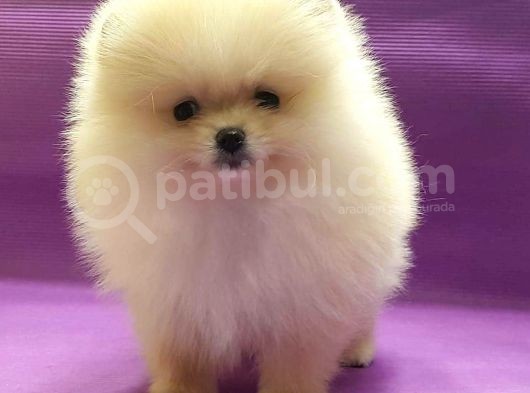 Pomerani̇an Boo Yavruları görsel