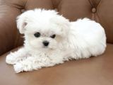Safkan Maltese Terrier Yavrularımız