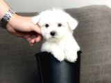 Terrier Maltese