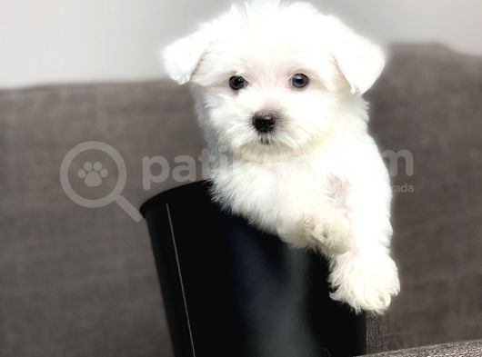 Terrier Maltese görsel