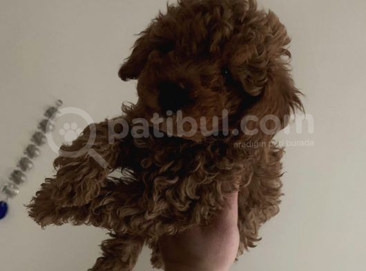 Red Brown Mini Toy Poodle Yavrularımız görsel