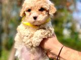 A Kali̇te Malti̇poo Erkek