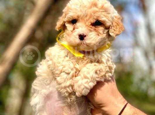 A Kali̇te Malti̇poo Erkek görsel