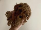Red Brown Mini Toy Poodle Yavrularımız