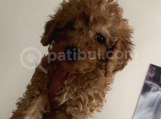 Red Brown Mini Toy Poodle Yavrularımız görsel